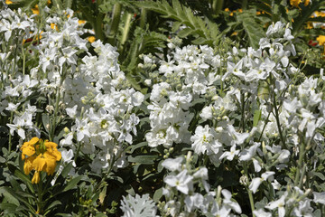 Wall Mural - Matthiola blanche	