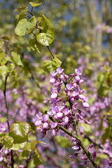 Wall Mural - Gros plan des fleurs d'un Cercis siliquastrum