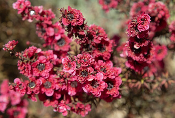 Wall Mural - Leptospermum scoparium Red damask	