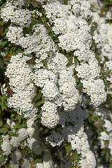 Wall Mural - Spiraea vanhouttei en fleurs