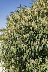 Wall Mural - Prunus laurocerasus ' Otto Luyken ' en fleurs