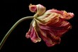© dar - Faded tulip, dramatic colors,  withered petals