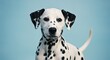 © ABC - Dalmatian puppy portrait