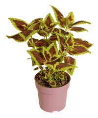 Wall Mural - Coleus en pot
