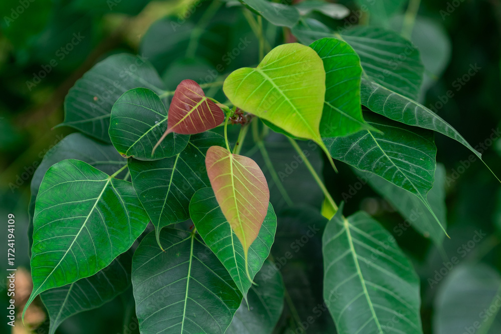 Ficus religiosa or sacred fig is a species of fig native to the Indian ...