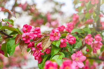 Wall Mural - Fresh pink flowers of a blossoming apple tree with blured background