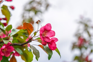 Wall Mural - Fresh pink flowers of a blossoming apple tree with blured background
