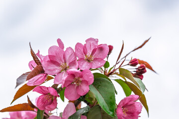 Wall Mural - Fresh pink flowers of a blossoming apple tree with blured background