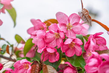 Wall Mural - Fresh pink flowers of a blossoming apple tree with blured background