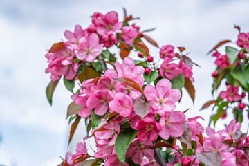 Wall Mural - Fresh pink flowers of a blossoming apple tree with blured background