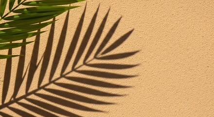 Shadow of a palm leaf on a textured surface