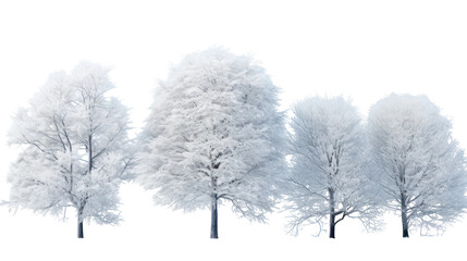 Group of white birch trees with delicate foliage isolated on transparent background