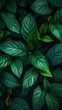 © Weli - Lush, verdant foliage creates a dense, textured background, dominated by rich, dark greens with hints of brighter new growth