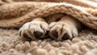 © Minsa - A dog's paws sticking out from under a blanket on a fluffy carpet
