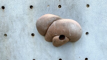  rock climbing grips are light brown. This handle has a unique shape like two fused lumps. This object is attached to a gray climbing wall with many holes.
