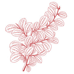 Hand drawing of a tree branch.