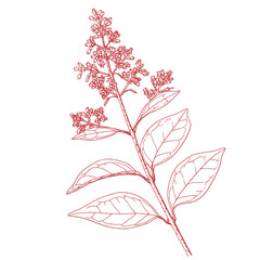 Hand drawing of a tree branch.