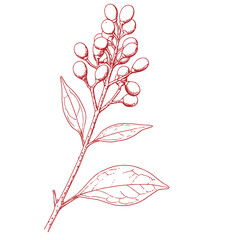 Hand drawing of a tree branch.