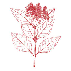 Hand drawing of a tree branch.