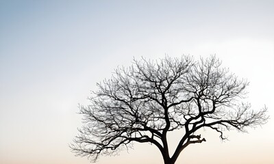 striking bare tree silhouette against a soft gradient sky evokes peace and tranquility outdoors