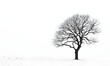 © melano - Solitary tree stands stark against a snowy landscape offering a sense of minimalist beauty