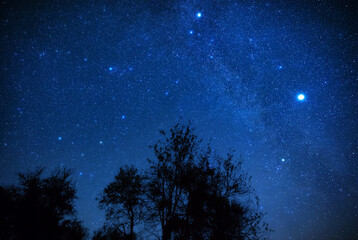 Wall Mural - Milky Way stars with meteor shower trails and countryside tree s
