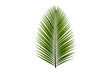 © PNG Stock - tropical nature green palm leaf, Palm branches, Palm leaves isolated on transparent cutout background, cut out, png
