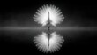 © 88888 - Peacock display reflection black and white