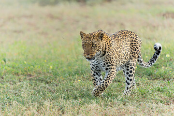 Wall Mural - Leopard (Panthera Pardus) hanging around in Mashatu Game Reserve in the Tuli Block in Botswana