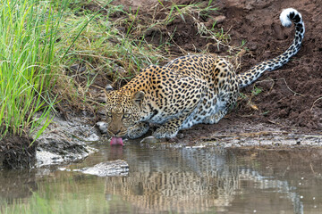 Wall Mural - Leopard (Panthera Pardus) hanging around in Mashatu Game Reserve in the Tuli Block in Botswana