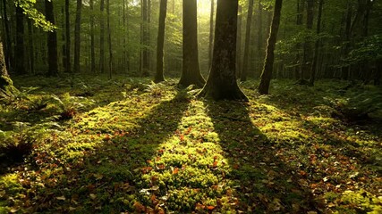 Wall Mural - time-lapse of sunlight and shadows dancing across a lush forest floor as the day progresses tranquil