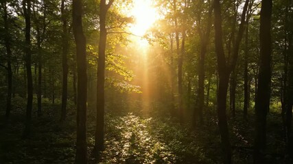 Wall Mural - Sun's journey through a dense, misty forest canopy, revealing the ethereal beauty of dawn misty, woods, journey