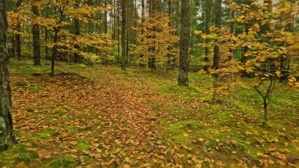 Wall Mural - Subtle browning of pine needles and fallen leaves on the forest floor, marking the quiet transition into autumn in a seasonal timelapse ecology, earth, quiet transition