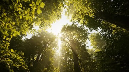 Wall Mural - slow upward tilt revealing the dense, remote ancient forest canopy, with sunbeams filtering through 