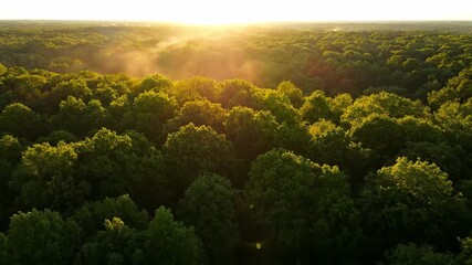 Wall Mural - panoramic aerial timelapse of sunlight dancing through a vast, dense forest canopy as shadows length