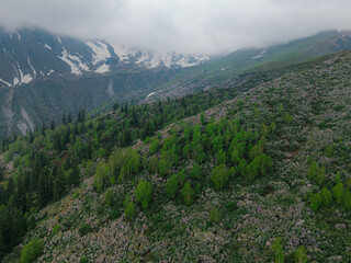 Aerial view of the lush green trees contrasting with the rugged mountain terrain shrouded in mist and snow-capped peaks, Sosan, Himachal Pradesh, India.