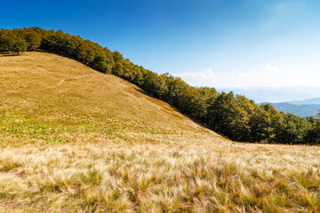 Wall Mural - calm autumn day in carpathian mountains. deciduous trees on the grassy hills of krasna ridge. sunny scenery of transcarpathia in fall season under blue sky with clouds. beauty in nature concept
