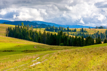 Wall Mural - hillside of mountain range with coniferous forest and meadow. grassy pasture on the hill in autumn. transcarpathia landscape on a sunny morning under sky with clouds