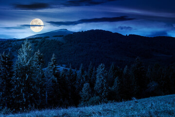 Wall Mural - fir trees on meadow and hillside with conifer forest under the blue sky with clouds at night. mountainous countryside landscape in early autumn in full moon light