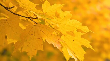 Wall Mural - detailed shot of bright yellow autumn maple leaves swaying gently in the gentle breeze. stunning fal