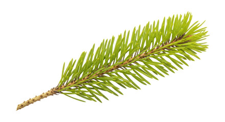 Isolated green pine tree branch on white, coniferous plant twig for winter decoration