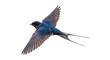 © Natalia - Isolated barn swallow flying, with wings outstretched, against no background for creative use
