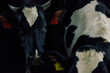 © TrueFrame Collective - Portrait of Holstein cow with ear tags and collar looking away thoughtfully while standing close to cattle in cowshed. Sun beams coming through windows and illuminating gloomy space.