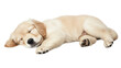 © kageyama - A peaceful golden retriever puppy sleeping soundly on a soft. neutral-colored surface. with its fluffy coat and relaxed posture creating a serene atmosphere. ideal for pet-related content
