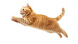 © kageyama - A playful orange tabby cat leaps gracefully through the air against a pure white background. capturing a moment of joy and energy. perfect for pet-themed content or animal photography