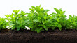 © Ruksana - Close up of fresh green mint plants growing in dark soil against a white background studio shot