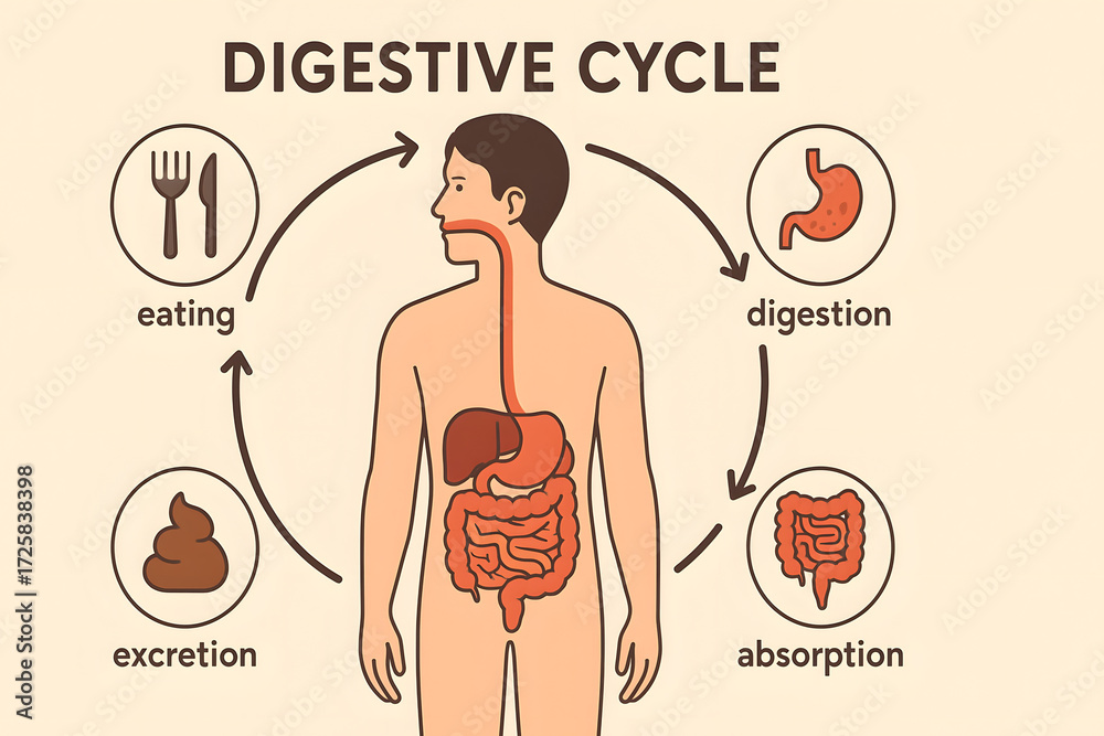 Human digestive system cycle illustration, anatomy of digestion and ...