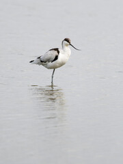 Wall Mural - Avocet, Recurvirostra avosetta