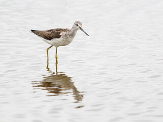 Wall Mural - Greenshank, Tringa nebularia