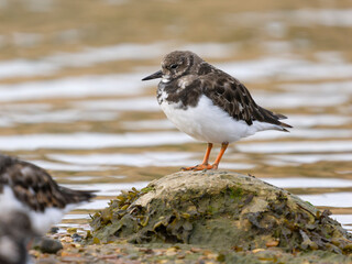 Wall Mural - Turnstone, Arenaria interpres